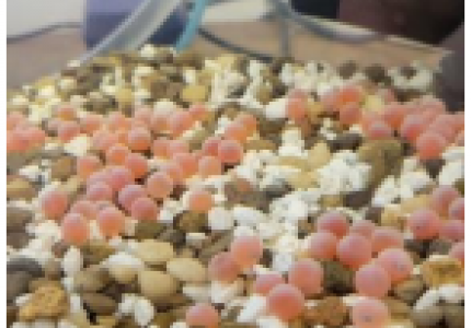Spring Chinook Fish Eggs