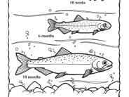 Growing up Coloring Sheet