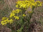 Tansy Ragwort